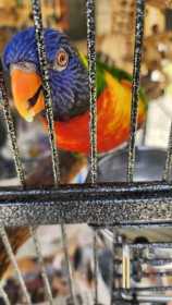 Lost Lory / Lorikeet
