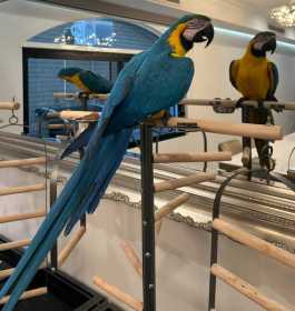 Lost Macaw