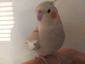 Lost Cockatiel