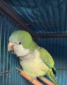 Lost Quaker / Monk Lost Quaker / Monk