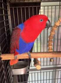 Lost Eclectus