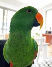 Lost Eclectus