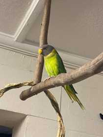 Lost Plum-Headed Parakeet
