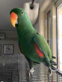 Lost Eclectus