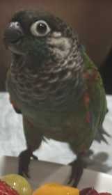 Lost Conure