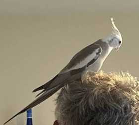 Lost Cockatiel