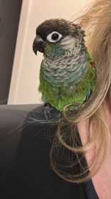 Lost Conure