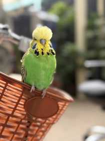 Lost Budgerigar