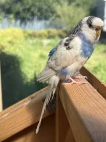 Lost Budgerigar