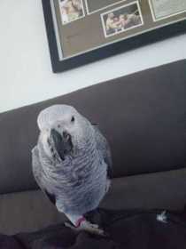 Lost African Grey
