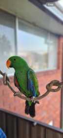 Lost Eclectus Lost Eclectus