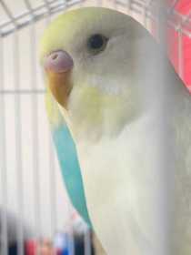Lost Budgerigar