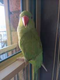 Lost Indian Ringneck Parakeet