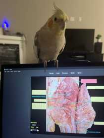 Lost Cockatiel Lost Cockatiel