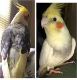 Lost Cockatiel