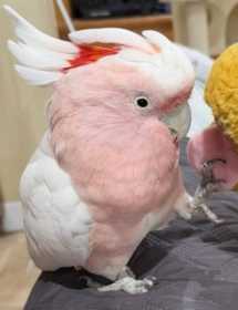 Lost Major Mitchell Cockatoo