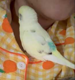 Lost Lovebird Lost Lovebird