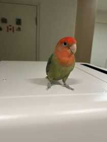 Lost Lovebird