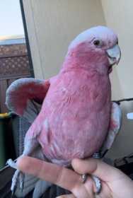 Lost Galah Cockatoo