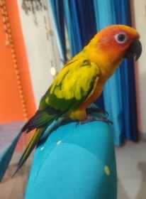 Lost Conure Lost Conure