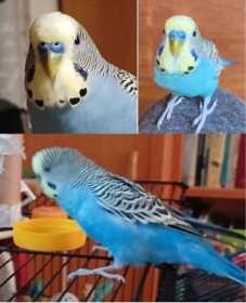 Lost Budgerigar Lost Budgerigar