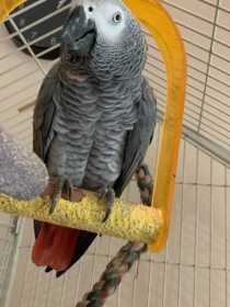 Lost African Grey