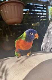 Lost Lory / Lorikeet
