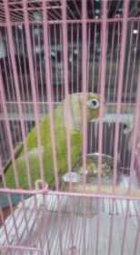 Lost Conure