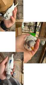 Lost Budgerigar