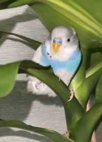 Lost Budgerigar