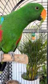 Lost Eclectus