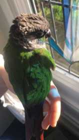 Lost Conure