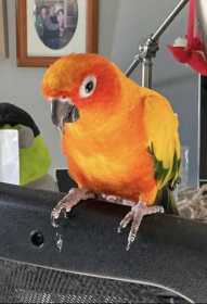 Lost Conure