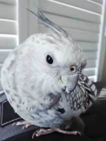 Lost Cockatiel