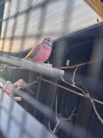 Lost Bourke's Parakeet