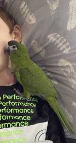 Lost Macaw