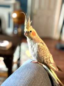 Lost Cockatiel
