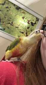 Lost Conure