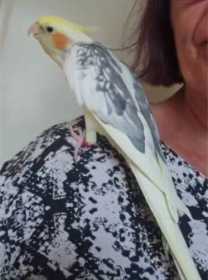Lost Cockatiel