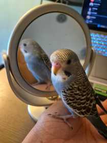 Lost Budgerigar