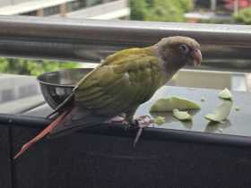 Lost Conure