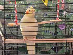 Lost Cockatiel