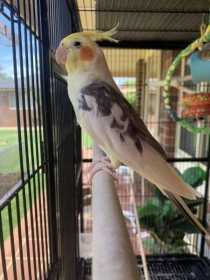 Lost Cockatiel