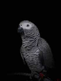 Lost African Grey