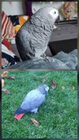 Lost African Grey