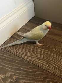 Lost Indian Ringneck Parakeet