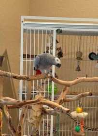 Lost African Grey