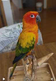 Lost Conure