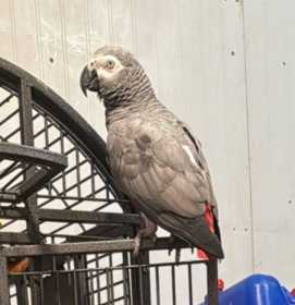 Lost African Grey