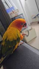 Lost Conure